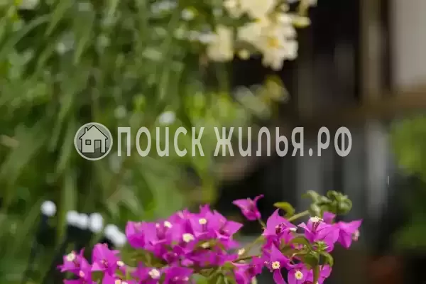 Частный сектор «Оазис», Джубга