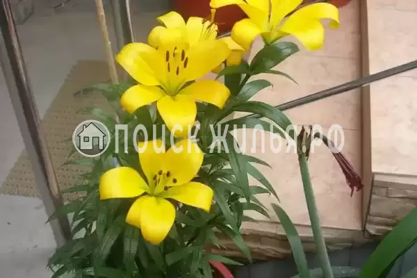 Гостевой дом «Берег мечты», Гагра