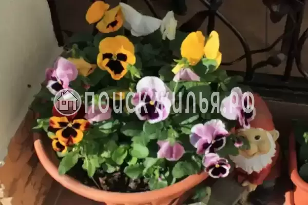 Гостевой дом «Белоснежка», Кабардинка