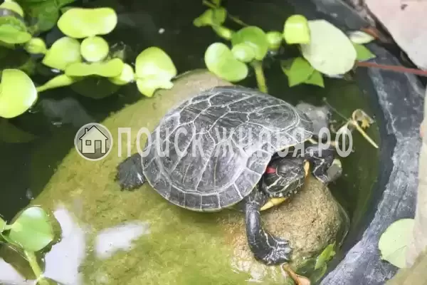 Гостевой дом «У Даши», Геленджик