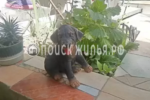 Гостевой дом «У Даши», Геленджик