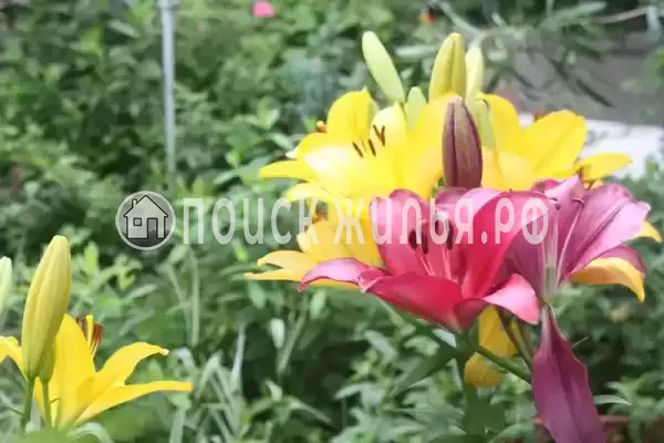 Гостевой дом «У Даши», Геленджик