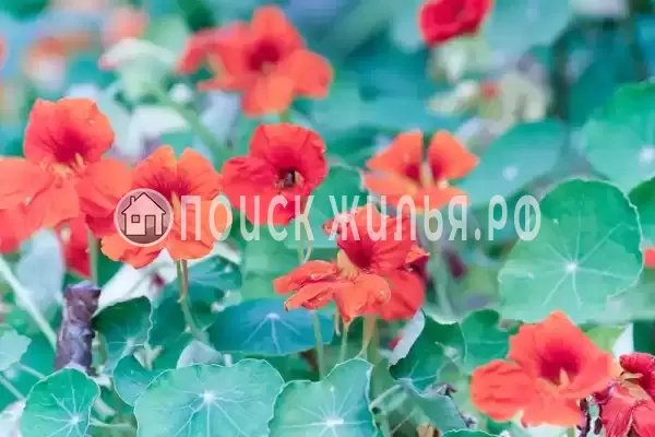 Частный сектор «На Кольцевой 3», Лазаревское