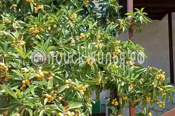 Частный сектор «Диана», Геленджик