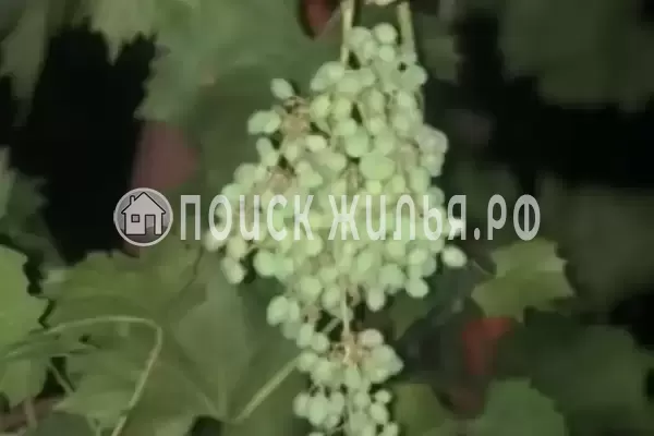 «Отдых», Голубицкая «Отдых», Голубицкая