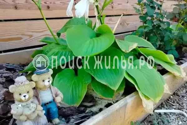 Гостевой дом «Лето», Должанская