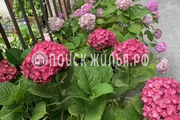 Гостевой дом «Mare.guesthouse», Гагра
