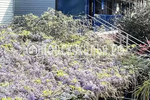 «Пальма», Краснодарский край, Сочи, Кудепста, Искра, д.12