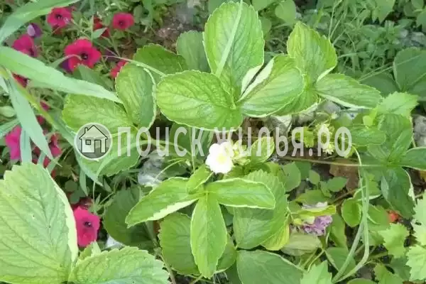 Гостевой дом «Лесная», Пицунда