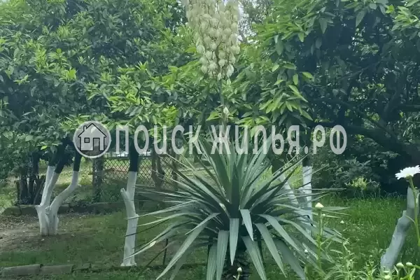 Гостевой дом «Лдзаа», Пицунда Гостевой дом «Лдзаа», Пицунда