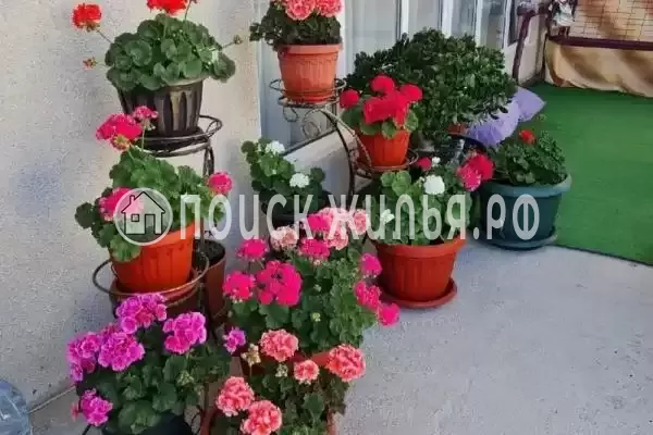 «Карнавал», Лоо