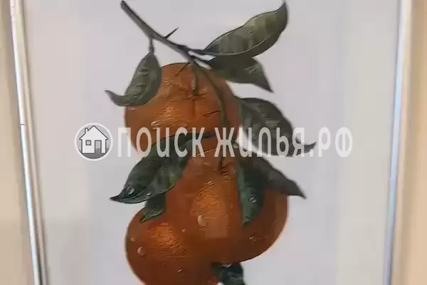 «Цитруs», Адлер