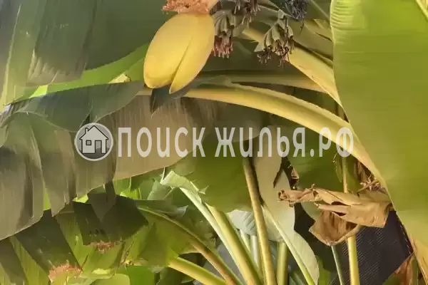 Гостевой дом «Золотой песок», Вардане