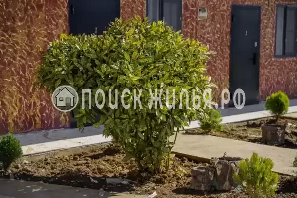 Гостевой дом «Морская звезда», Цандрипш