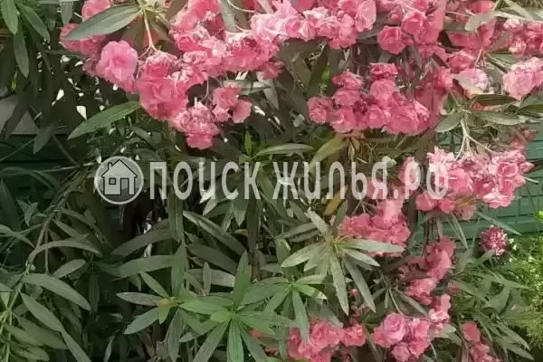 Частный сектор «Лиза», Адлер Частный сектор «Лиза», Адлер