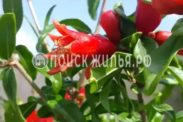 Частный сектор «Домик под ключ У Элени»