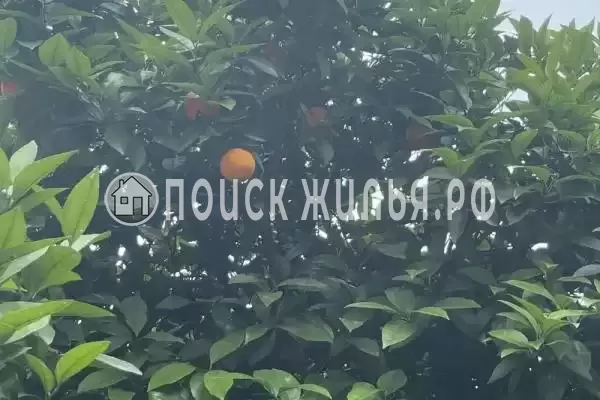 Гостевой дом «Апельсин», Гагра