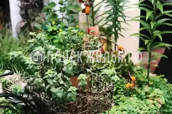 «На победы», Лазаревское «На победы», Лазаревское