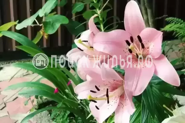 «На победы», Лазаревское «На победы», Лазаревское