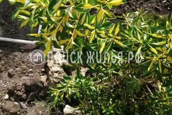 Гостевой дом «Фиалка», Алахадзы