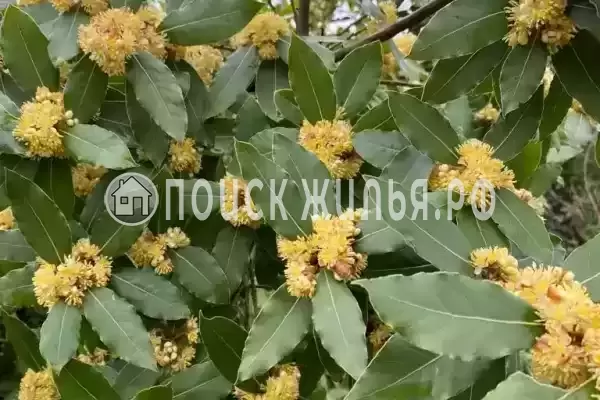 Частный сектор «Коттедж под ключ Бриз», Сухум