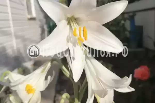 Дом под ключ «На Приморской», Кучугуры