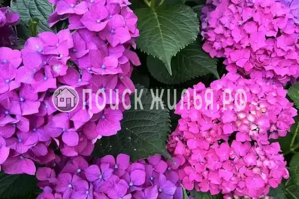 «Мини пальма», Лазаревское