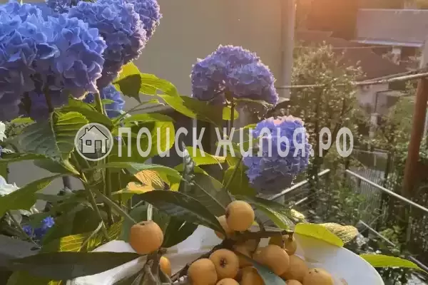 «Апельсин», Лазаревское «Апельсин», Лазаревское