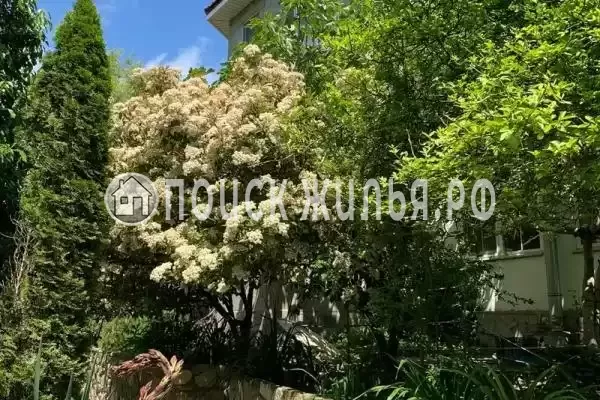 «В Кринице», Криница