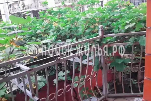 «Аметист», Лазаревское