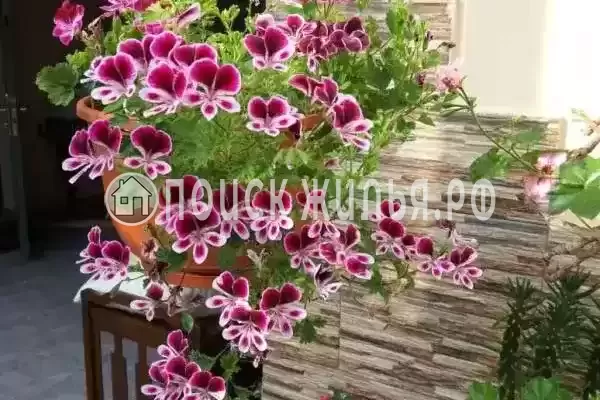 «Приморский дворик», Сочи