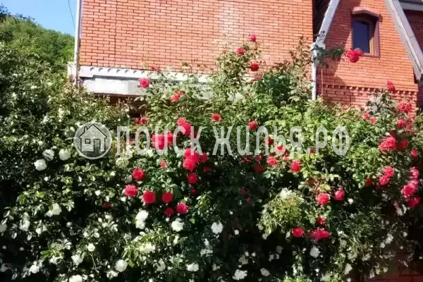 «Розмарин», Агой «Розмарин», Агой