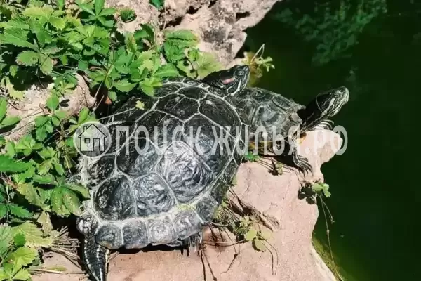 Гостевой дом «Елена», Новофедоровка Гостевой дом «Елена», Новофедоровка