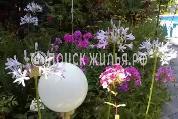 «Азалия», Адлер