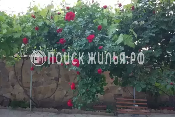 «Виноградная лоза», Евпатория