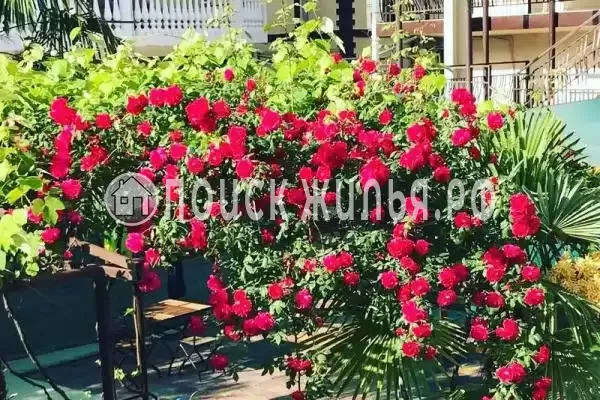 Гостевой дом «Самшит», Адлер Гостевой дом «Самшит», Адлер