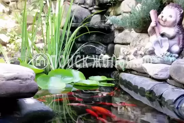 «Аше», Лазаревское «Аше», Лазаревское