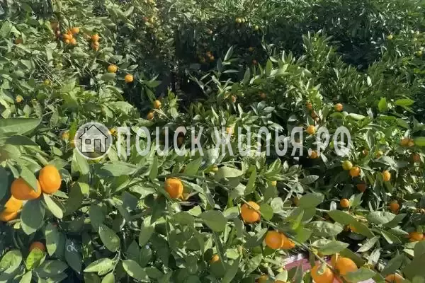 Гостевой дом «У моря», Гагра Гостевой дом «У моря», Гагра