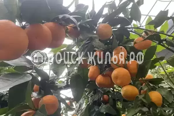 Гостевой дом «У моря», Гагра Гостевой дом «У моря», Гагра