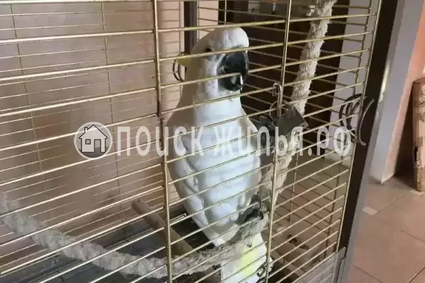 Гостевой дом «Белый Какаду», Береговое Гостевой дом «Белый Какаду», Береговое