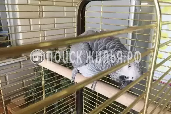 Гостевой дом «Белый Какаду», Береговое Гостевой дом «Белый Какаду», Береговое