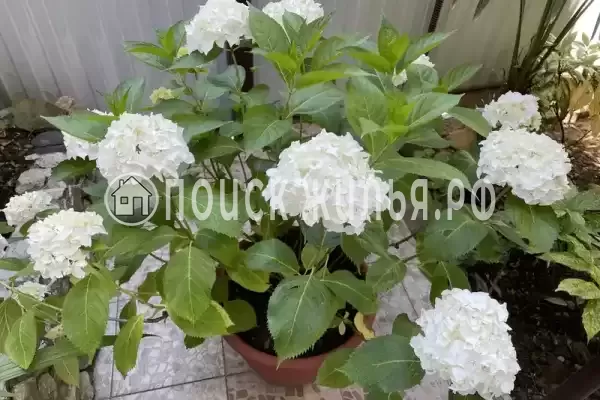 «Омичка», Адлер