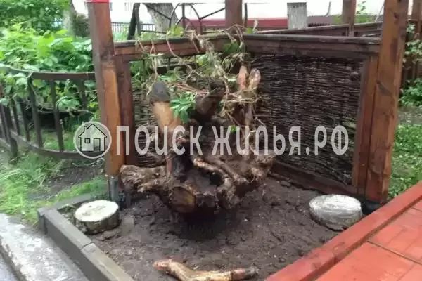 «Ласточкино гнездо», Шепси