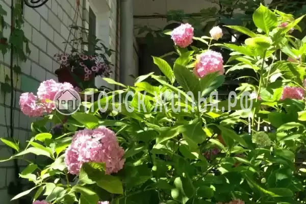 «Белый ирис», Лазаревское