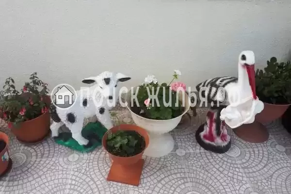 «Чайная роза», Адлер «Чайная роза», Адлер