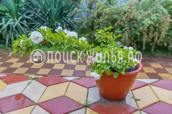 «Green House», Пляхо