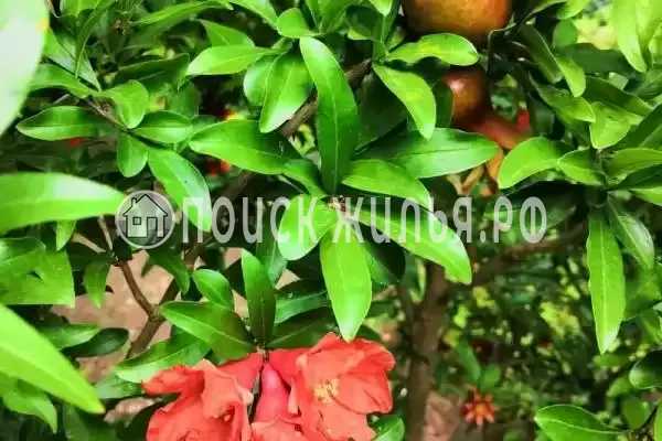 Частный сектор «Оазис», Береговое