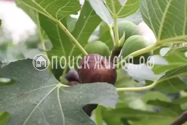 Частный сектор «Жилые мебелированные комнаты на улице Садовая 1А», Архипо-Осиповка Частный сектор «Жилые мебелированные комнаты на улице Садовая 1А», Архипо-Осиповка