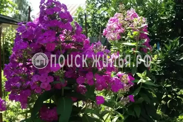 «У Сережи», Адлер