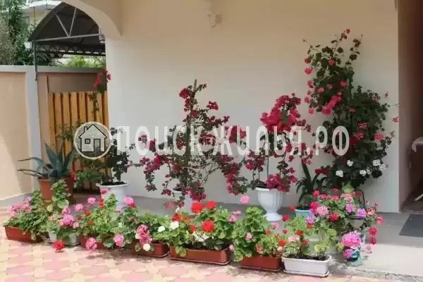 «У Любавы», Вардане